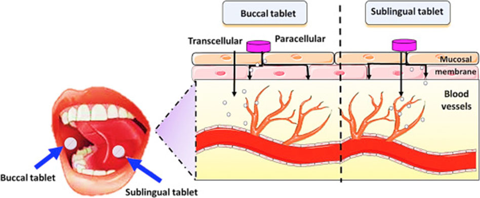 How Does A Sublingual Medication Get Absorbed Into The Bloodstream Welcome To Epione
